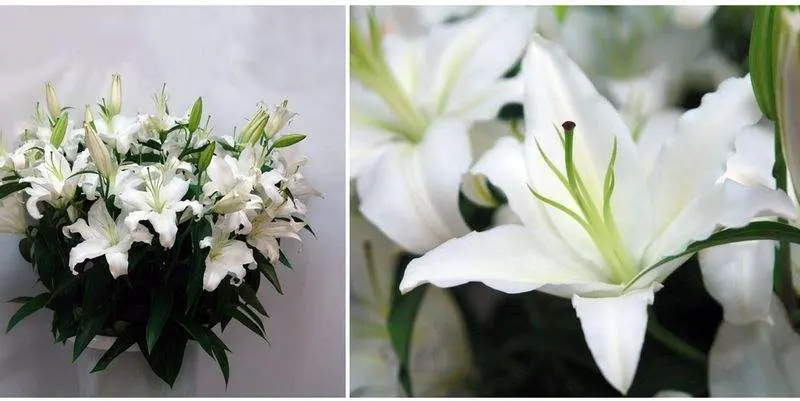 Лилии Хельветия